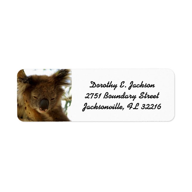 Wild koala sleeping on eucalyptus, Return Address (Front)