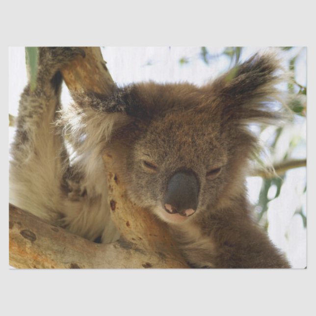 Wild koala sleeping on eucalyptus tree, Photo Tissue Paper (Front)