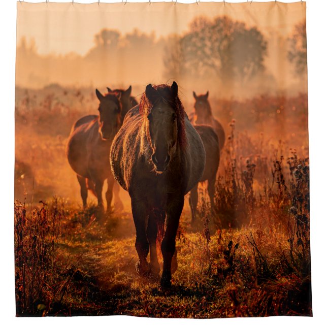 wild konik horses wich came running straight towar (Front)