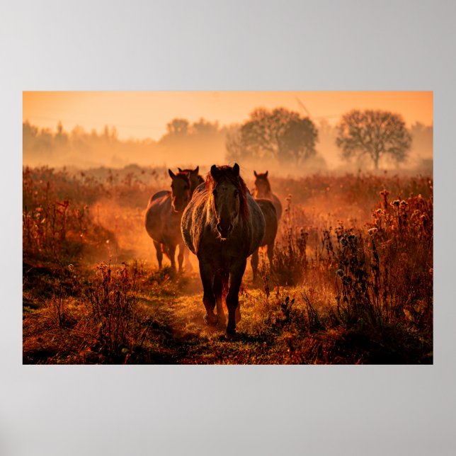 wild konik horses wich came running straight towar poster (Front)