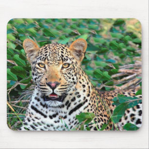 Wild Leopard in Africa Mouse Pad