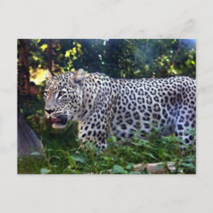 Wild Leopards Postcard