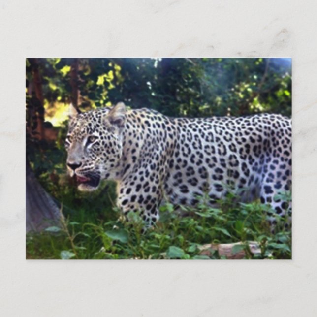Wild Leopards Postcard (Front)