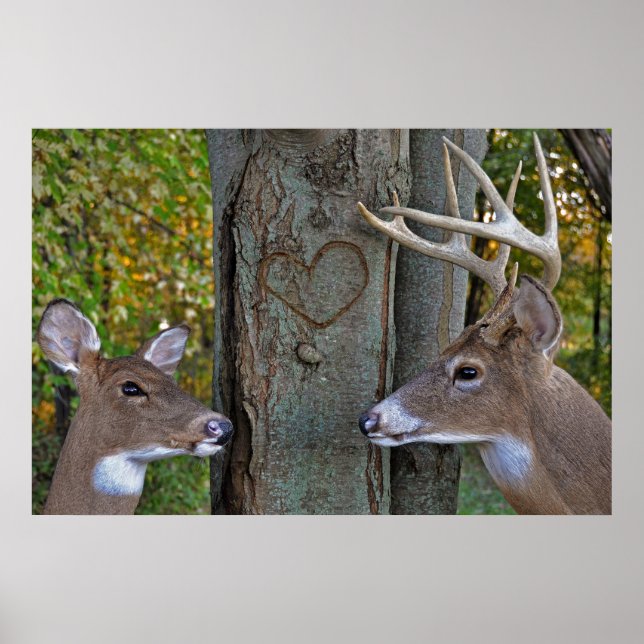 Wild Life Love Poster (Front)
