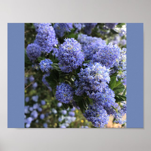 Wild Lilacs Poster (Front)