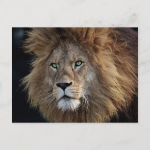 Wild Lion Photo Green eyes  Postcard