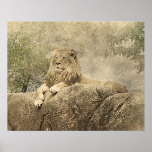 Wild Lion Safari Jungle Artwork Photo Poster