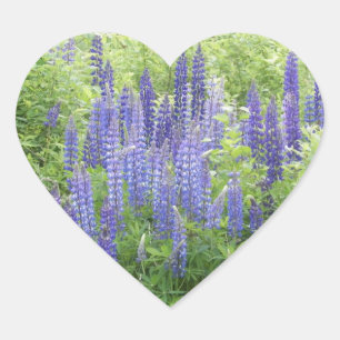 Wild Lupine Heart Sticker