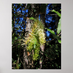 Wild Macadamia nut tree in bloom Poster