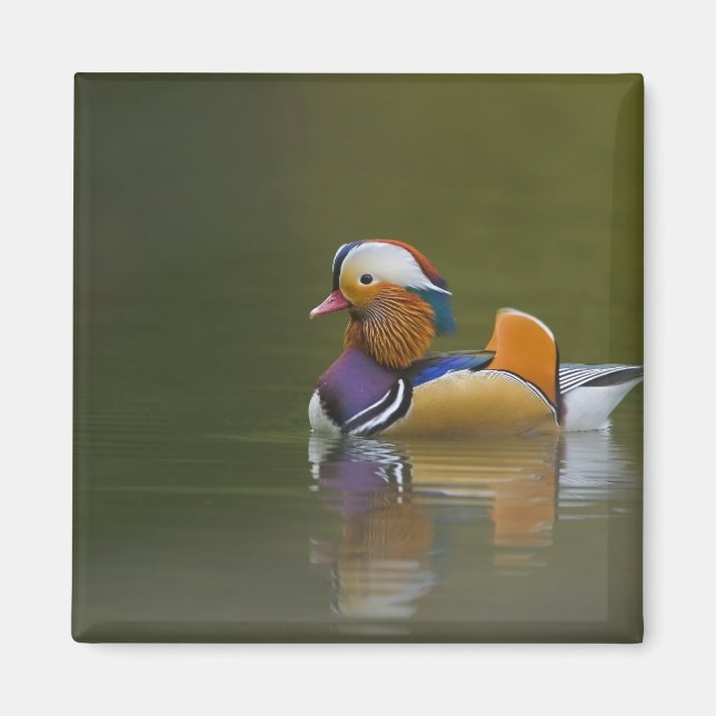 Wild Mandarin Duck Aix galericulata) on dark Magnet (Front)