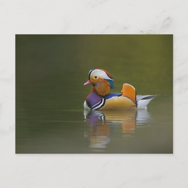Wild Mandarin Duck Aix galericulata) on dark Postcard (Front)