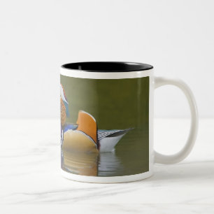 Wild Mandarin Duck Aix galericulata) on dark Two-Tone Coffee Mug