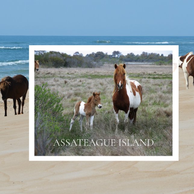 Wild Mare and Foal, Assateague National Seashore  Postcard (Creator Uploaded)