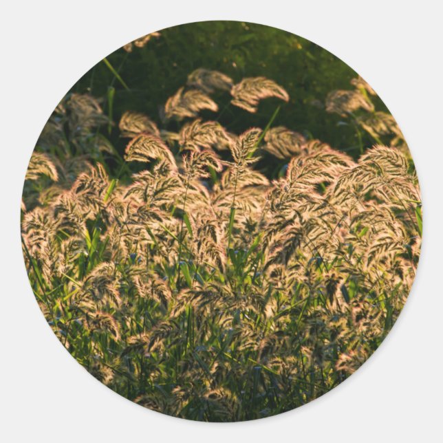 Wild Millet (Panicum Sp.) Growing In Wetland Classic Round Sticker (Front)