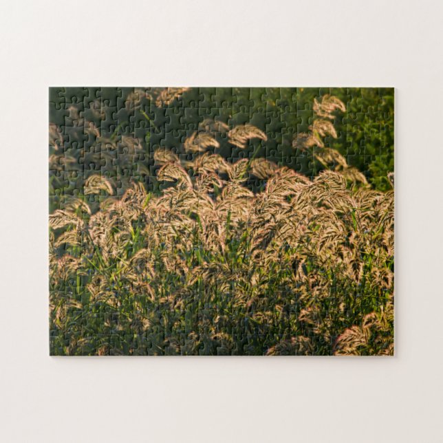 Wild Millet (Panicum Sp.) Growing In Wetland Jigsaw Puzzle (Horizontal)
