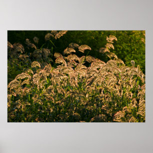 Wild Millet (Panicum Sp.) Growing In Wetland Poster