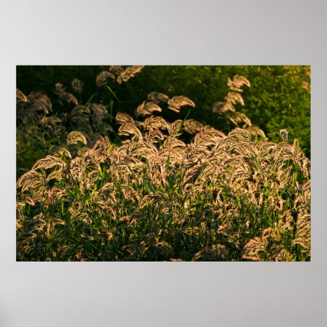 Wild Millet (Panicum Sp.) Growing In Wetland Poster (Front)