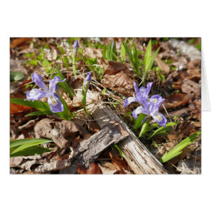Wild Miniature Irises