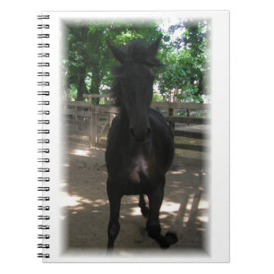 "Wild Mintaka !" Carnet