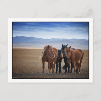 Wild Mongolian horse, Gobi Desert Postcards