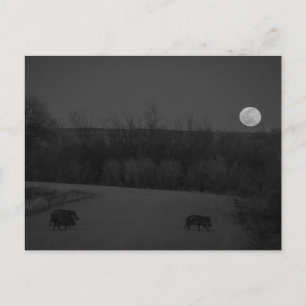 wild moon  postcard