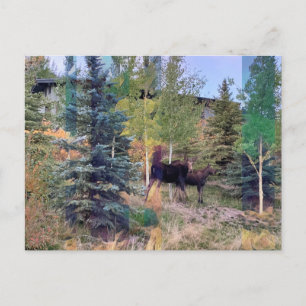 Wild Moose in Wyoming Postcard