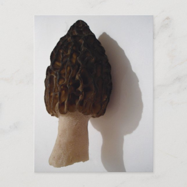Wild Morel Mushroom Postcard (Front)