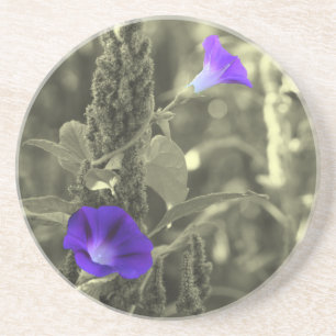 Wild Morning Glories Floral Coaster