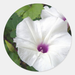 Wild Morning Glory-2010 Classic Round Sticker