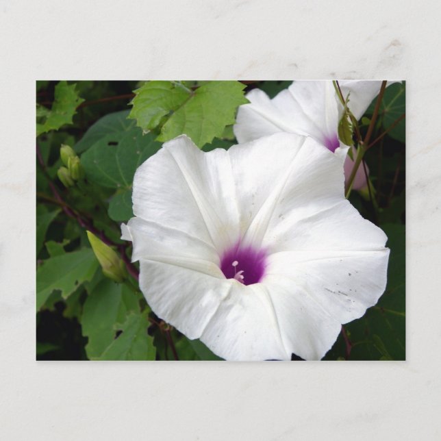 Wild Morning Glory-2010 Postcard (Front)