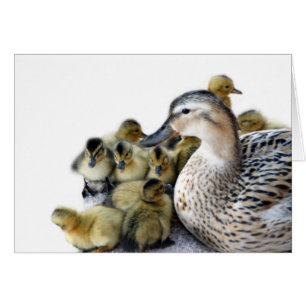 Wild Mother Duck and Ducklings
