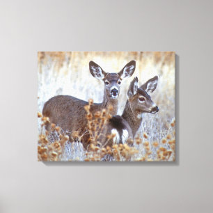 Wild Mule Deer Pair   California Canvas Print