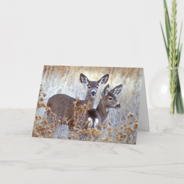 Wild Mule Deer Pair | California Card (Front)