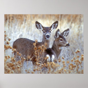 Wild Mule Deer Pair   California Poster