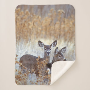 Wild Mule Deer Pair   California Sherpa Blanket
