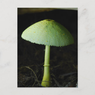 Wild Mushroom Photo Postcard
