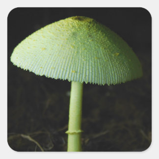 Wild Mushroom Photo  Square Sticker