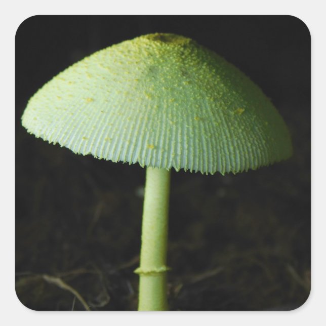 Wild Mushroom Photo  Square Sticker (Front)