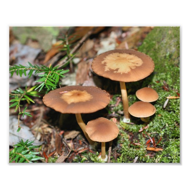 Wild Mushrooms And Moss 10x8 Nature  Photo Print (Front)
