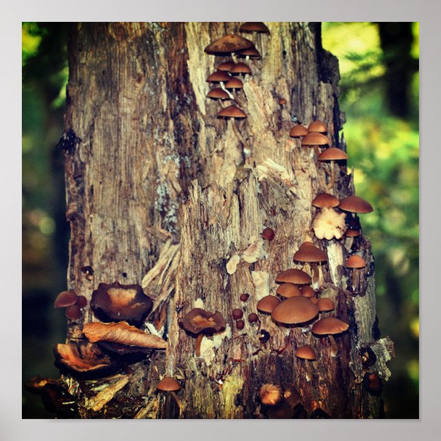 Wild Mushrooms Growing On Tree Trunk Poster (Front)