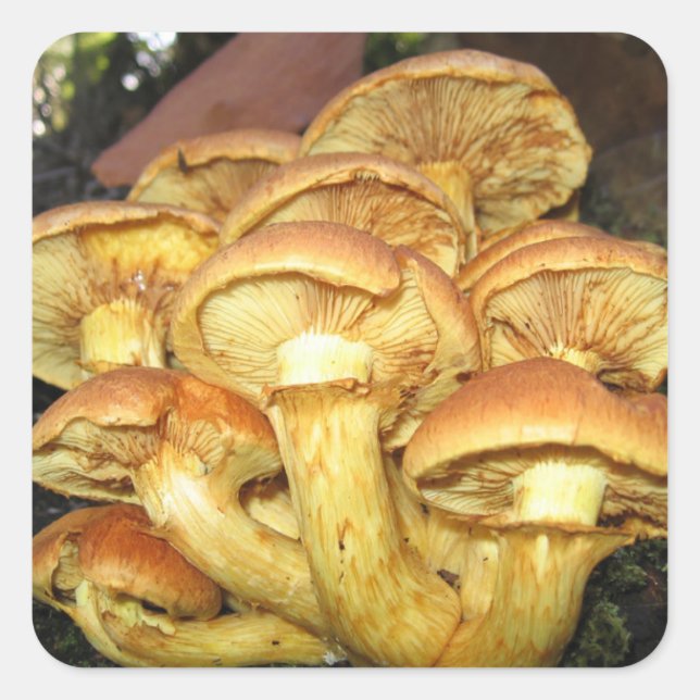 Wild Mushrooms, Gymnopilus junonius - Sticker (Front)