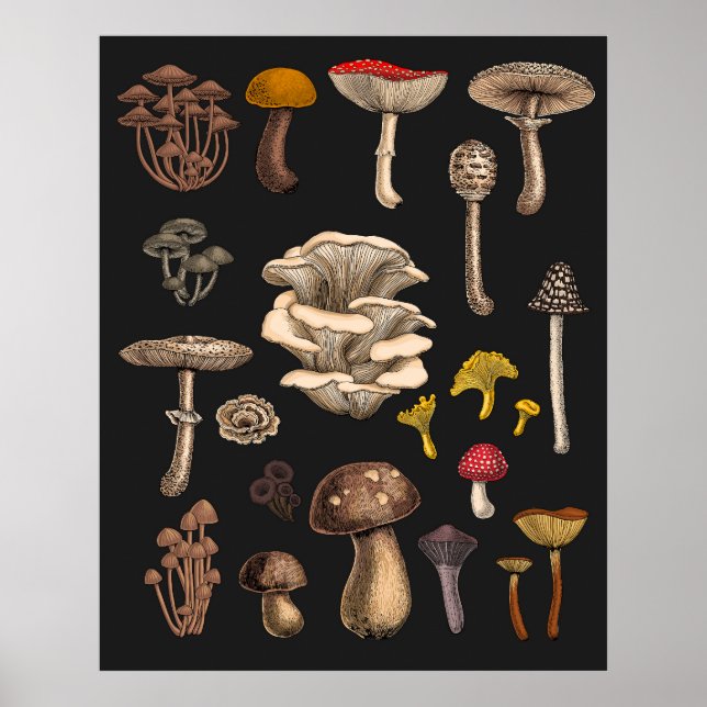 Wild Mushrooms  on graphite black Poster (Front)