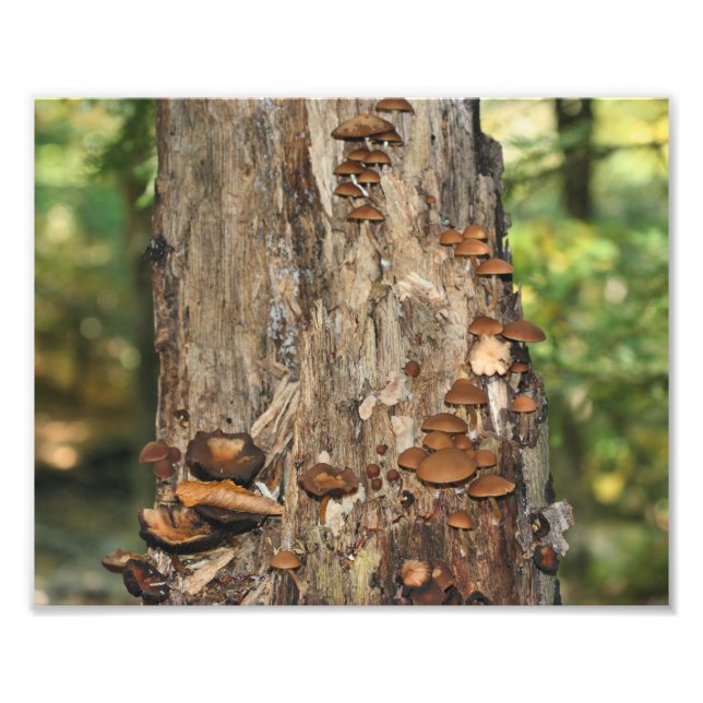 Wild Mushrooms On Tree 10x8 Nature  Photo Print (Front)