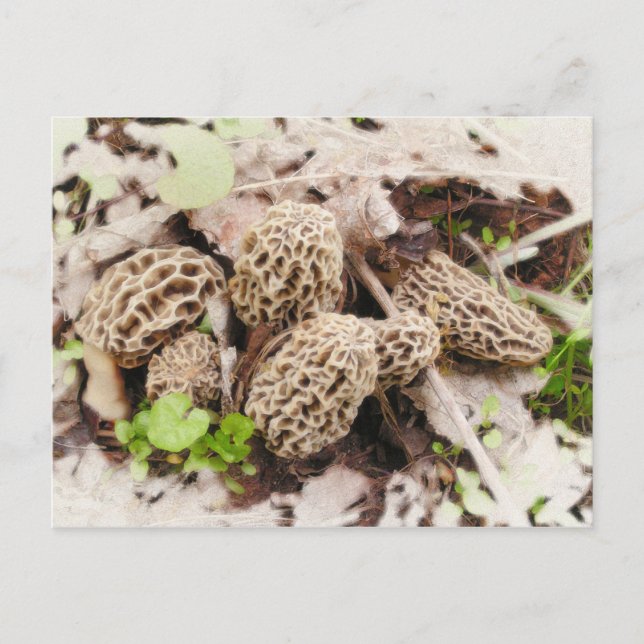 Wild Mushrooms, postcard (Front)