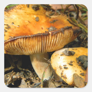 Wild Mushrooms Sticker