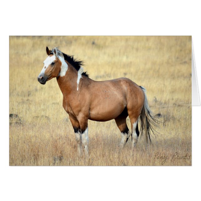 Wild Mustang Card (Front Horizontal)