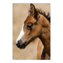 Wild Mustang Colt- Apollo