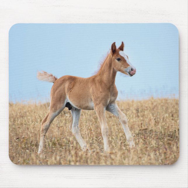 Wild Mustang Foal  Mouse Pad (Front)