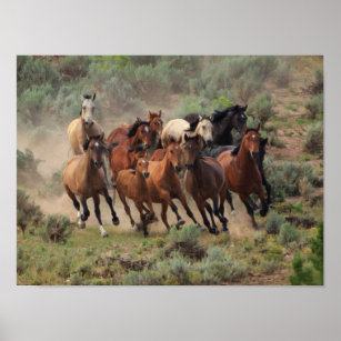 Wild Mustang Herd Poster