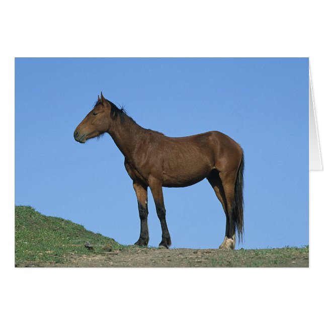 Wild Mustang Horse (Front Horizontal)